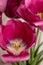 Pink tulip. Light background