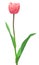 Pink tulip on a long stalk stem