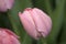 Pink Tulip Macro