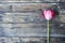 Pink tulip on old wooden background
