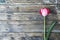 Pink tulip on old wooden background