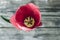 Pink tulip on old wooden background