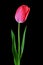 Pink tulip over black background vertical composition