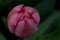 Pink Tulip Overhead