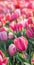 Pink tulip panoramic