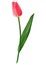 Pink tulip. Photo-realistic mesh vector illustration. Isolated o