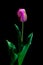 Pink Tulip portrait under a dim light on black background frami