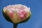 Pink Tulip With Raindrops