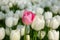 Pink tulip in a sea of white tulips