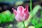 Pink Tulip Tulipa Garden Planting Many Stock Photo