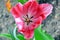 Pink Tulip Tulipa Garden Planting Many Stock Photo