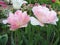 Pink Tulip (Tulipa - Gavota - Triumph Tulip)