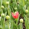 Pink tulip among unopened buds