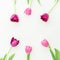 Pink tulip on white background. Flat lay, top view.