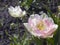 Pink tulip with white veins (Foxtrot) in the garden