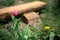 Pink tulip on a wooden bench background