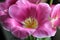 Pink tulip with yellow stamen close up