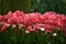 Pink Tulipa gesneria blooming in Keukenhof gardens