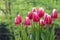 Pink tulips