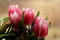 Pink Tulips