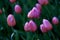 Pink tulips