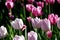 Pink tulips