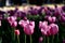 Pink tulips