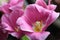 Pink tulips against dark background close up