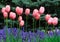 Pink Tulips and Ajuga Flowers