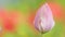 Pink tulips background. Tulip flowers with deep red petals. Morning sun light. Slow motion.