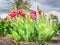 Pink tulips on bed in sunshine over sky