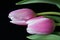 Pink tulips, black background.