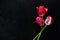 Pink tulips on a black background with water drops and a nearby leaf