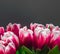 Pink tulips on black/grey background in close up with text space. Spring flowers