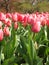 Pink tulips in bloom