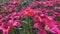 pink tulips bloom in the park in spring