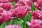 Pink tulips bloom in the spring garden. Dutch flower field. Floral bright background.