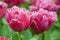 Pink tulips bloom in the spring garden. Dutch flower field. Floral bright background.