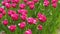 Pink tulips bloom in spring. Tulip flower nature. Floral background. Botanical garden. Flowering buds. Blooming mood