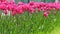 Pink tulips bloom in spring. Tulip flower nature. Floral background. Botanical garden. Flowering buds. Blooming mood