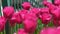 Pink tulips bloom in spring. Tulip flower nature. Floral background. Botanical garden. Flowering buds. Blooming mood