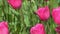 Pink tulips bloom in spring. Tulip flower nature. Floral background. Botanical garden. Flowering buds. Blooming mood