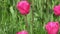 Pink tulips bloom in spring. Tulip flower nature. Floral background. Botanical garden. Flowering buds. Blooming mood