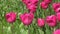 Pink tulips bloom in spring. Tulip flower nature. Floral background. Botanical garden. Flowering buds. Blooming mood