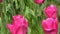 Pink tulips bloom in spring. Tulip flower nature. Floral background. Botanical garden. Flowering buds. Blooming mood