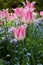 Pink tulips blooming fully open in the spring garden