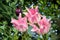 Pink tulips blooming fully open in the spring garden