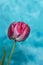 pink tulips on a blue background with copy space