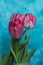 pink tulips on a blue background with copy space