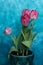 pink tulips on a blue background with copy space